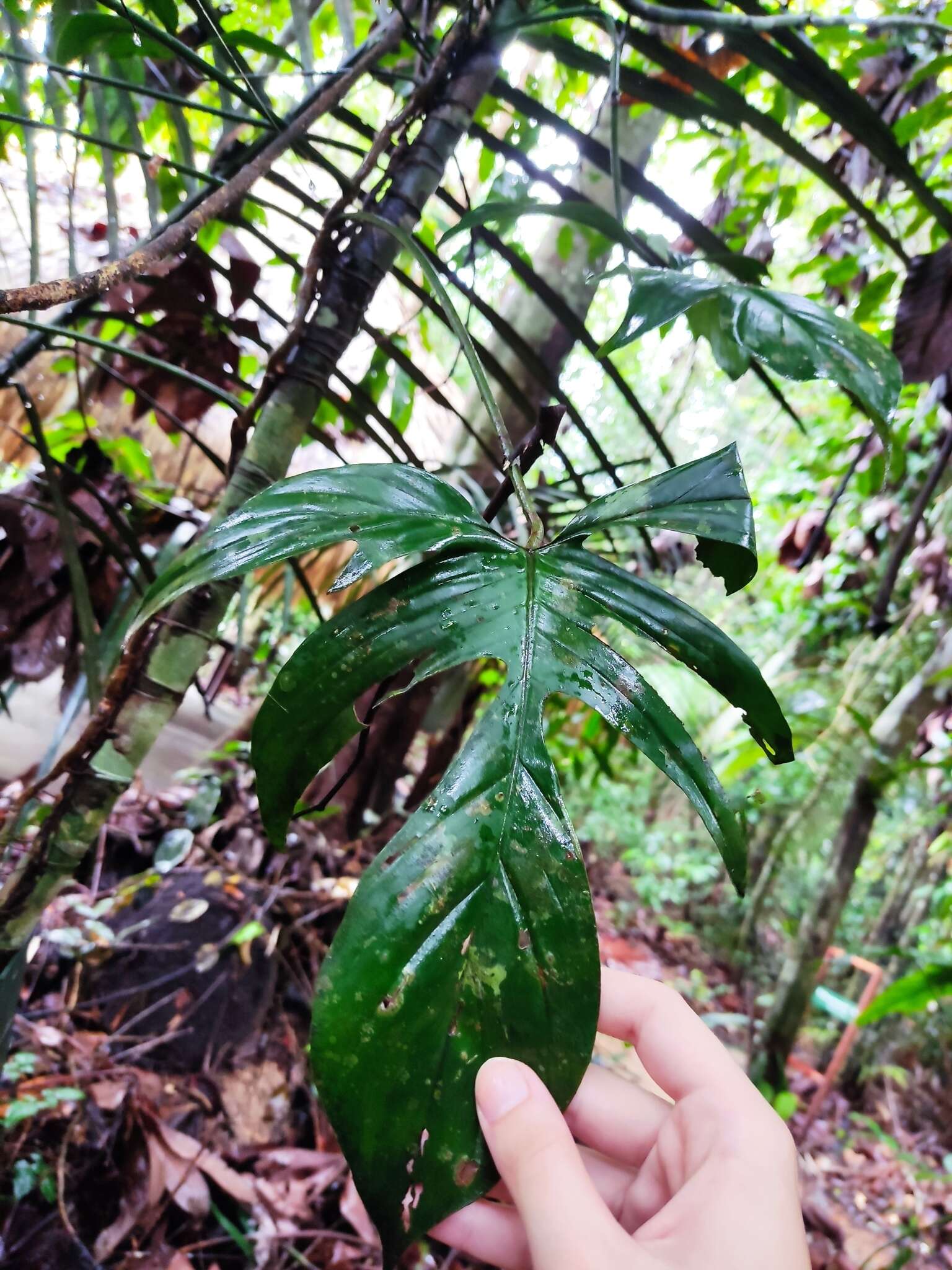 Philodendron pedatum (Hook.) Kunth resmi