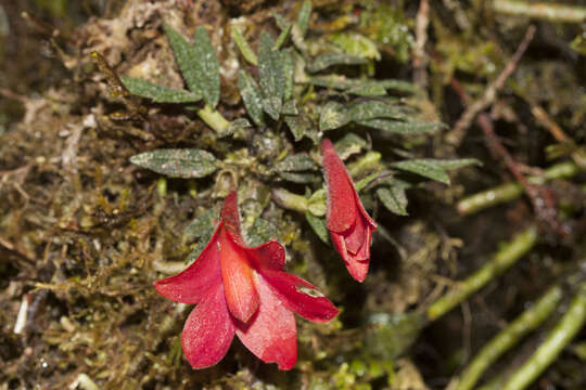 صورة Dendrobium cuthbertsonii F. Muell.