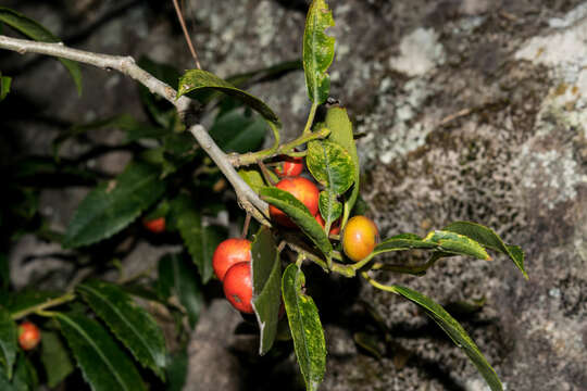 Слика од Ilex rubra S. Wats.