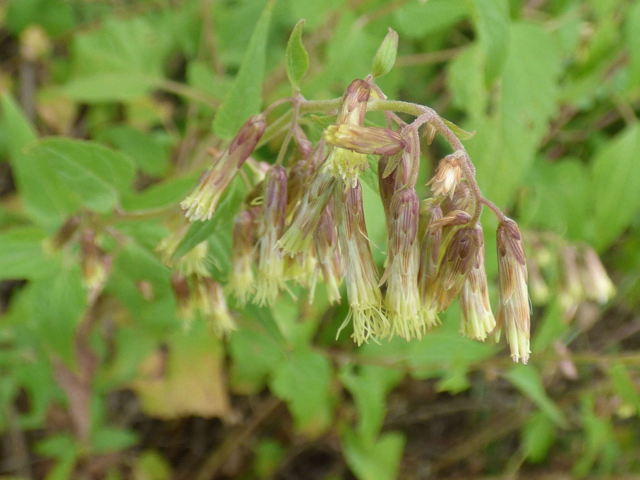 Plancia ëd Brickellia rusbyi A. Gray