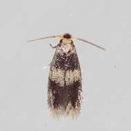 Image of Stigmella nigriverticella (Chambers 1875) Newton et al. 1982