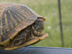Image of Desert box turtle