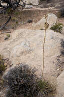 Image of Toft's yucca