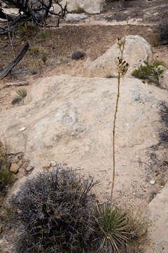 Image de Yucca angustissima var. toftiae (S. L. Welsh) Reveal