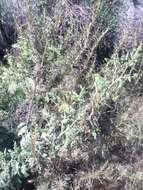 Image of coastal sagebrush