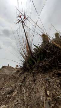 Image of Hippeastrum cybister (Herb.) Benth. ex Baker