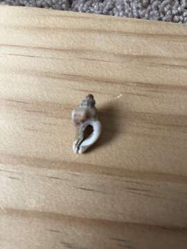 Image of Dim Rocksnail
