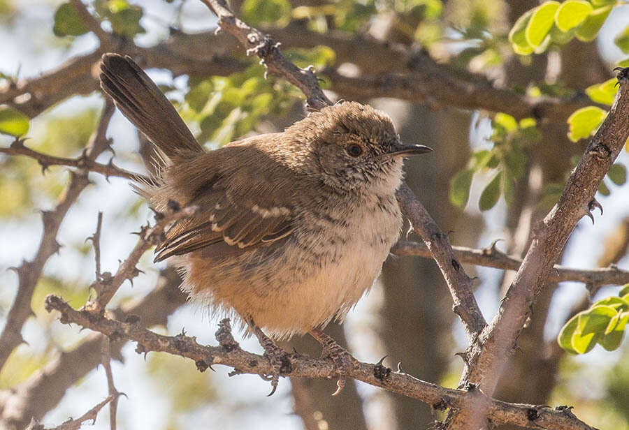 Image of Barred Wren-Warbler