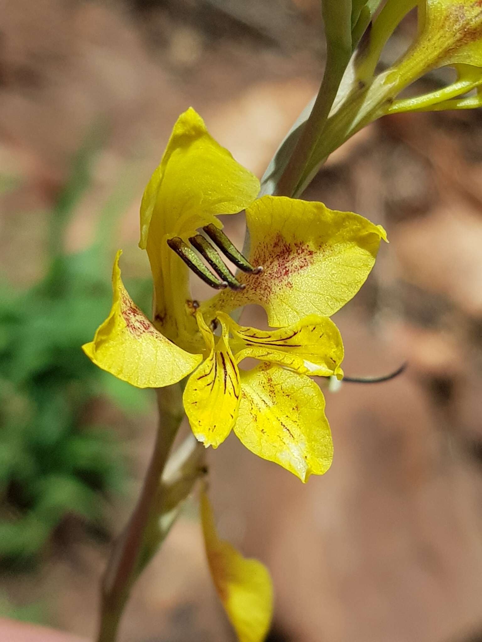 Gladiolus pardalinus Goldblatt & J. C. Manning resmi