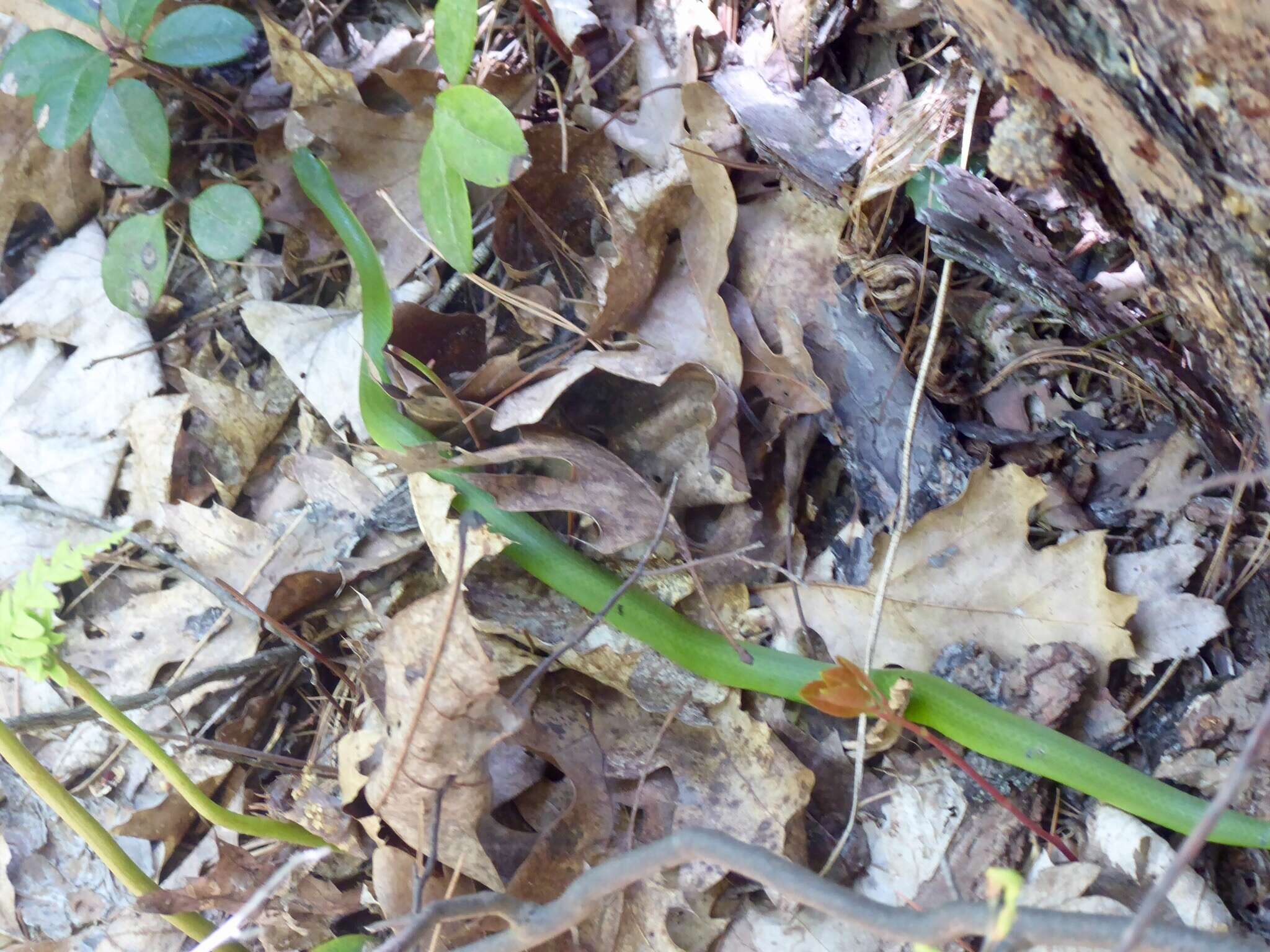 Image of Smooth Green Snake