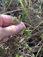 Image of small-leaf squarestem