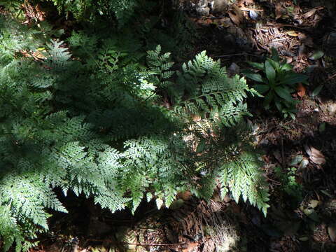 Image de Davallia canariensis (L.) Sm.