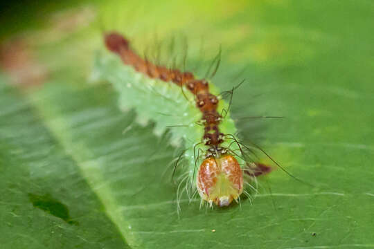 Image of Radcliffe's Dagger-moth