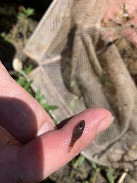 Image of Banded Pygmy Sunfish