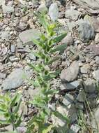 Image of black henbane