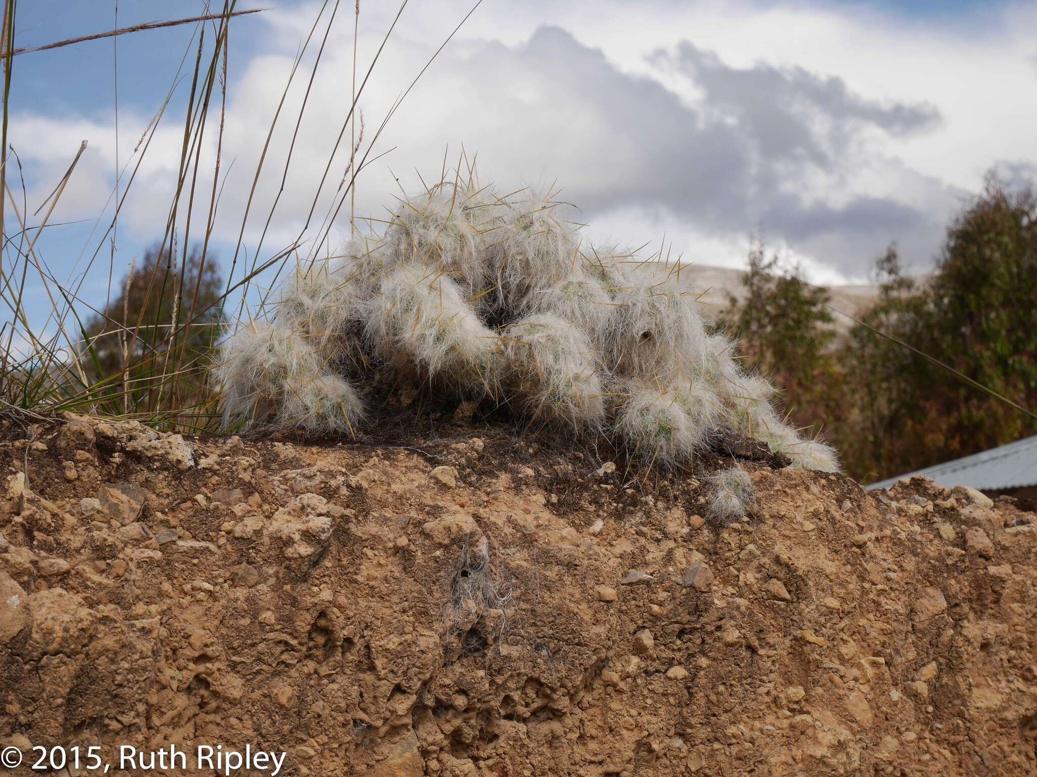 Plancia ëd Austrocylindropuntia floccosa (Salm-Dyck) F. Ritter