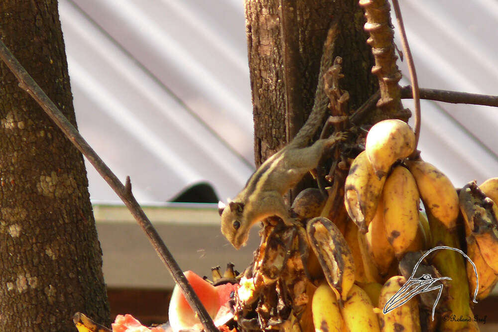 Image of Himalayan Striped Squirrel