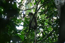 Cercopithecus ascanius whitesidei Thomas 1909 resmi