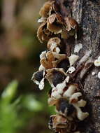 Image of Polyschismium trevelyanii (Grev.) Corda ex Rostaf. 1874