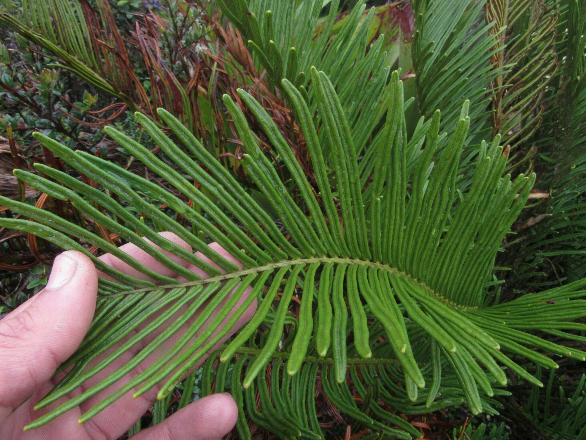 Image of Lomariocycas aurata (Fée) Gasper & A. R. Sm.