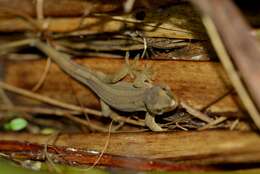 Image of Gold-striped Gecko