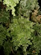 Plancia ëd Hymenophyllum rufescens Kirk