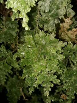 Image of Hymenophyllum rufescens Kirk