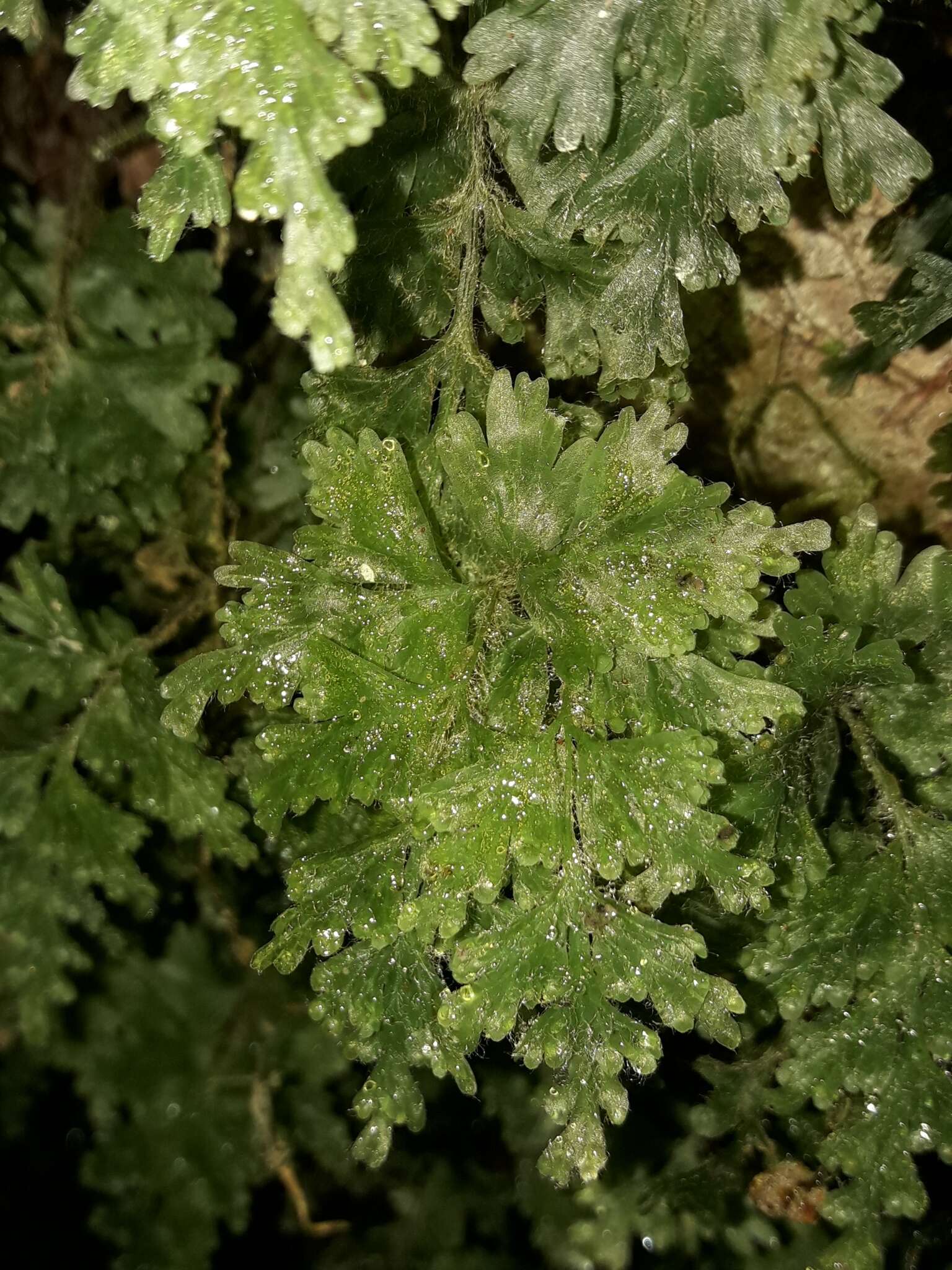 Plancia ëd Hymenophyllum rufescens Kirk