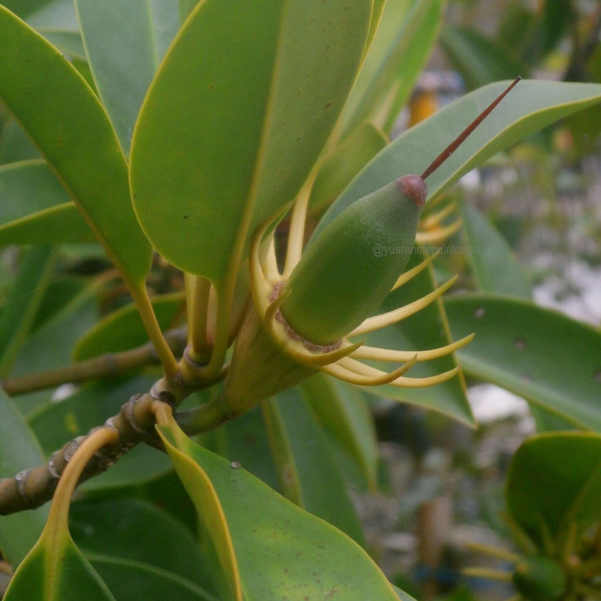 Image of Oriental mangrove