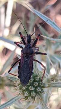 Image de Rhynocoris cuspidatus Ribaut 1922