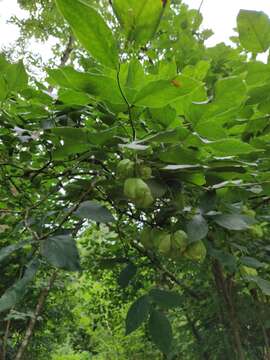 Image de arbre aux pistaches