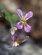 Plancia ëd Streptanthus fenestratus (Greene) J. T. Howell