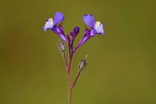 Image of Linaria algarviana Chav.