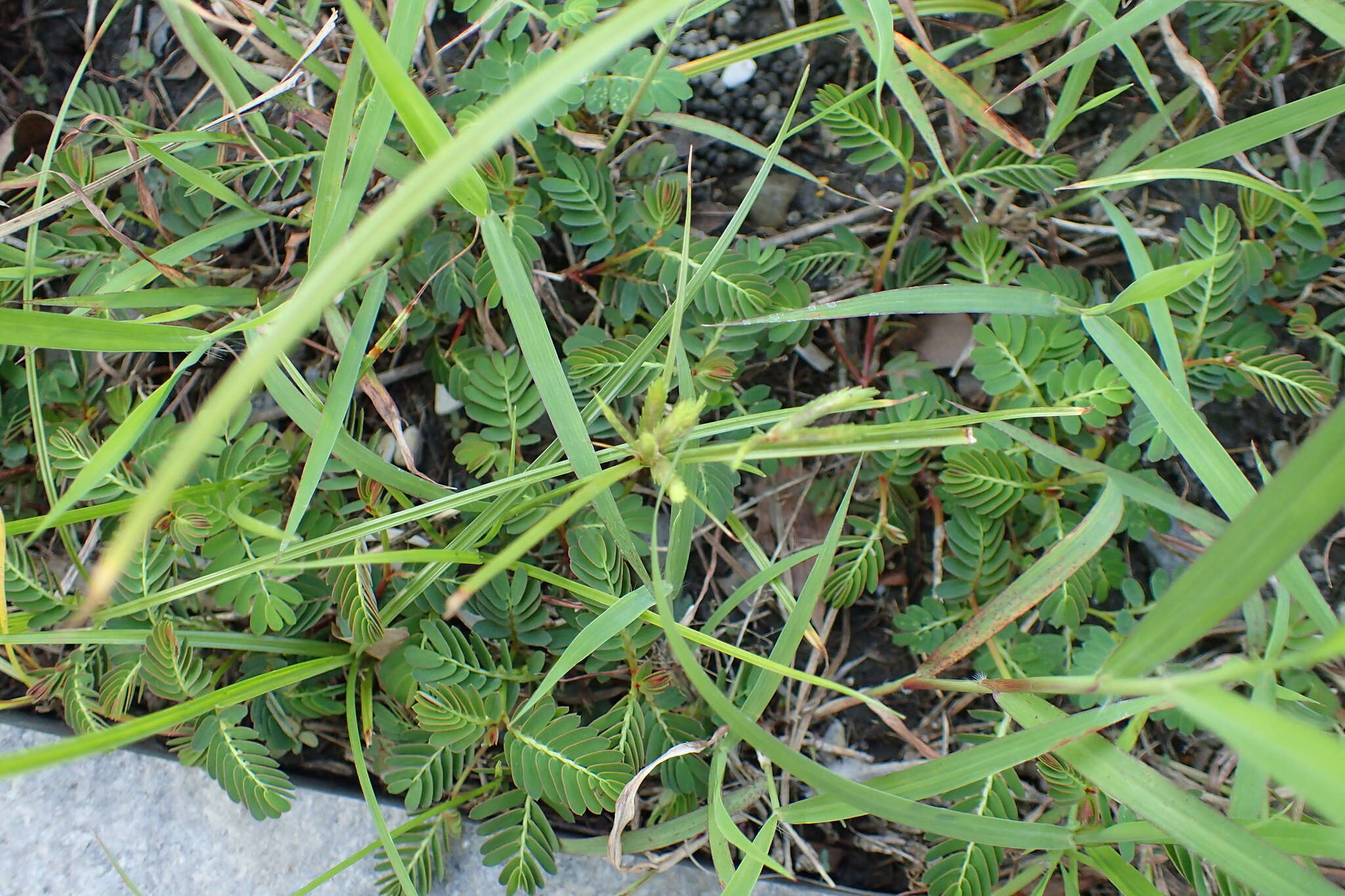 Imagem de Cyperus compressus L.