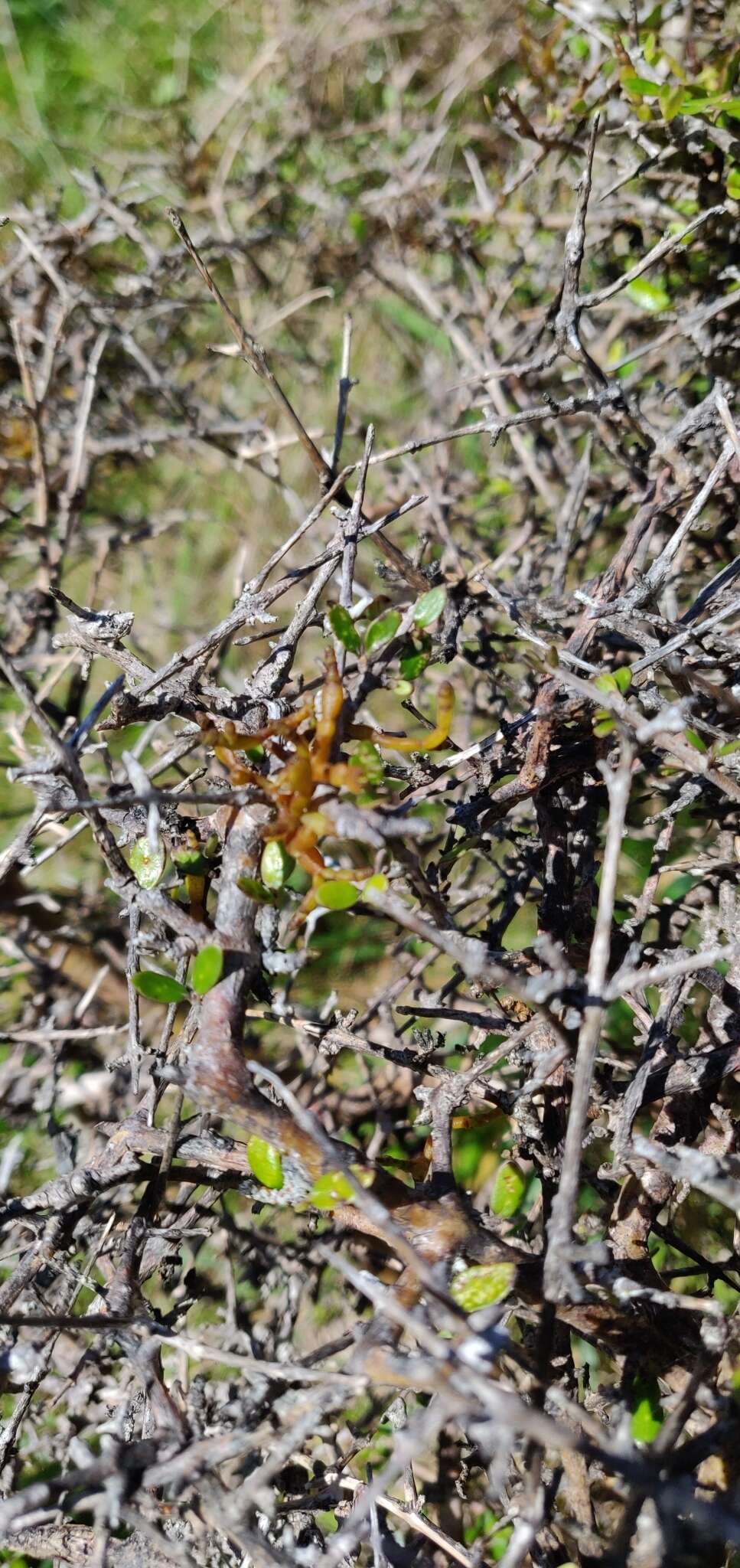 Image de Korthalsella lindsayi var. clavata (Kirk) Danser