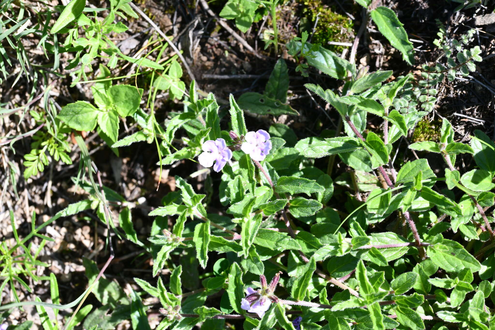 Image of Priva grandiflora (Ortega) Moldenke