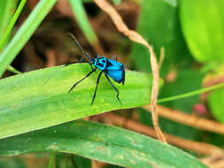 Lampsophorus ecuadoriensis Carvalho & Ferreira 1968的圖片