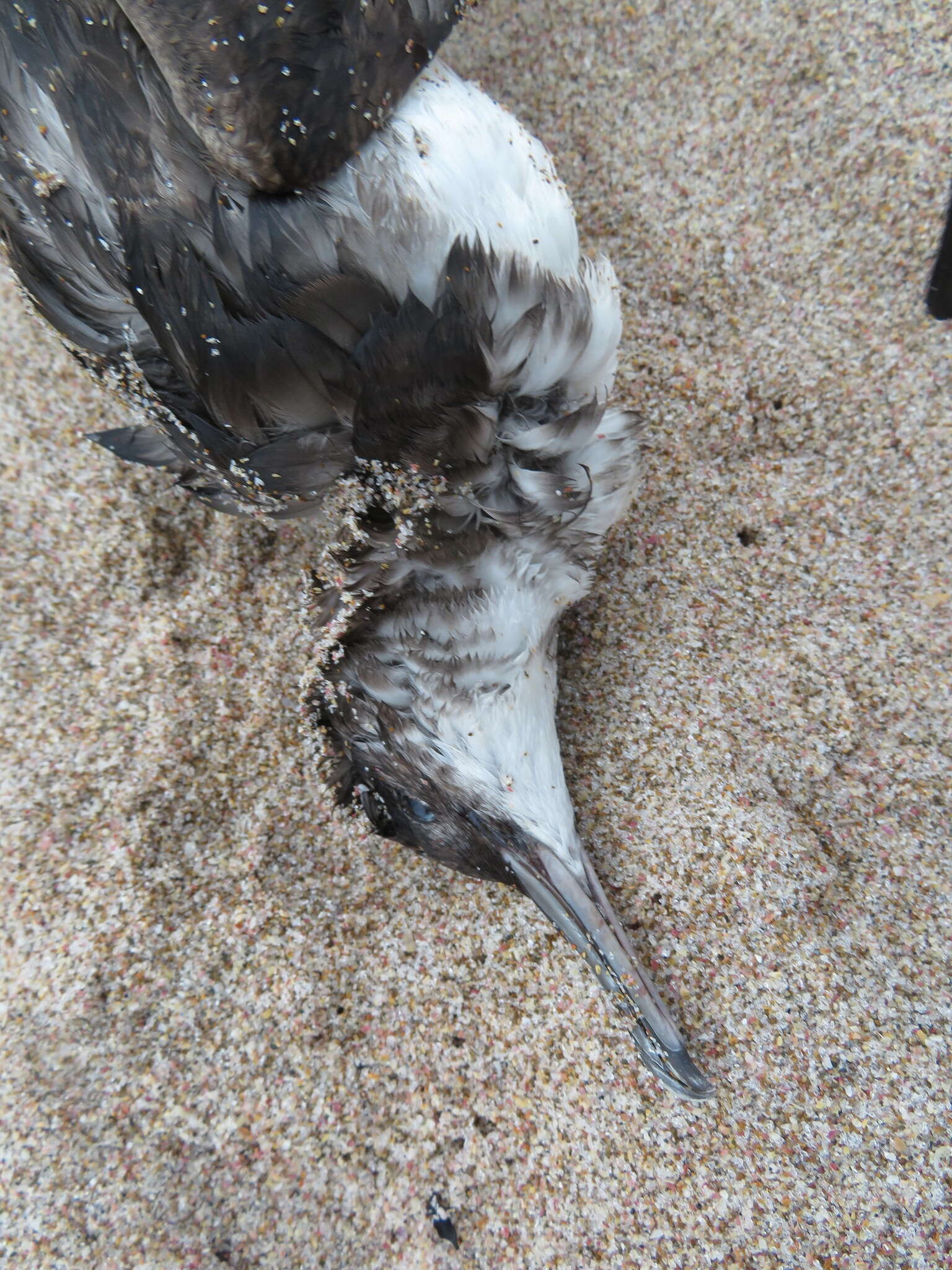 Image of Fluttering Shearwater