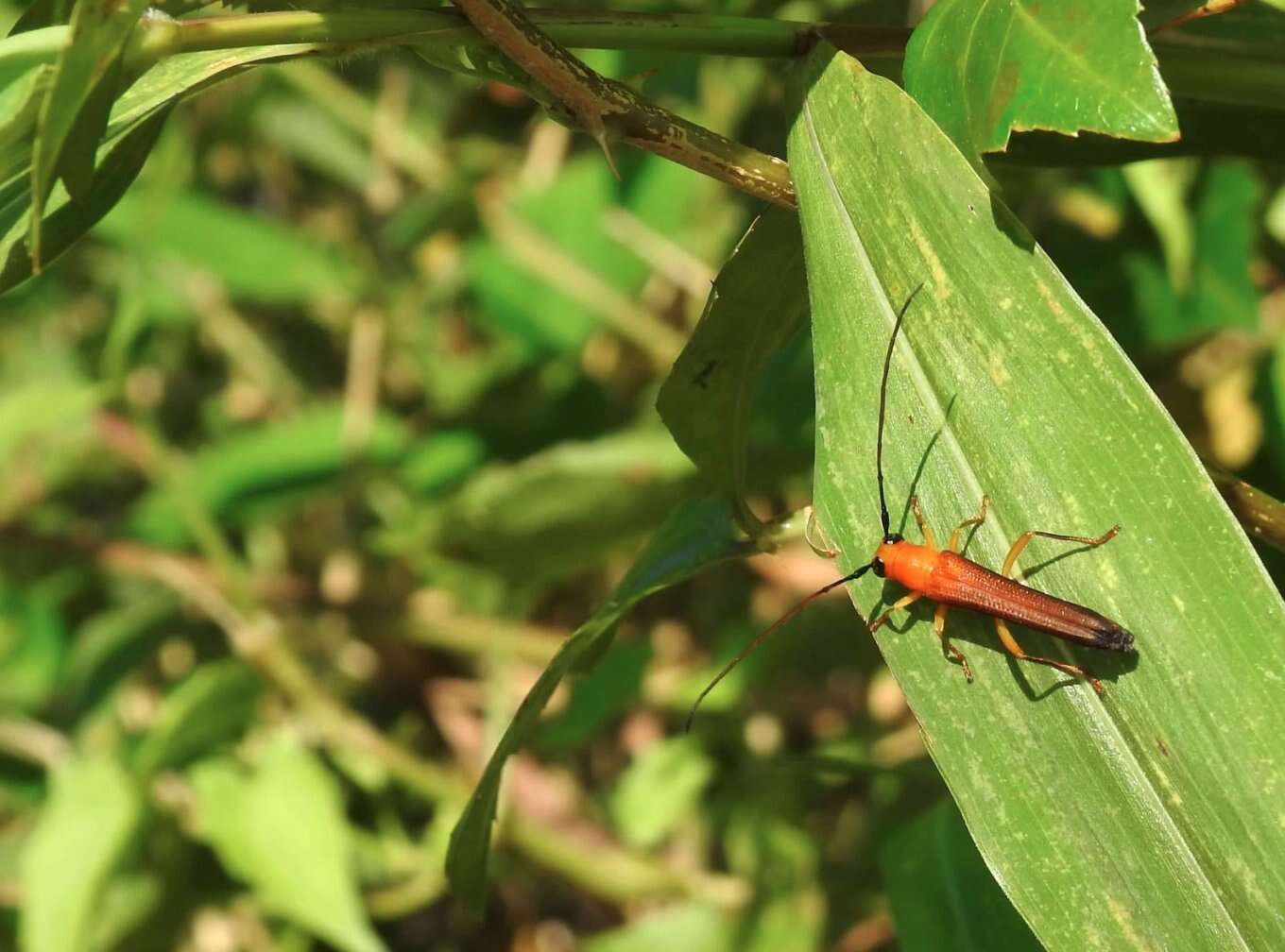 Image of Oberea fuscipennis (Chevrolat 1852)