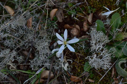 Image of Colchicum hungaricum Janka