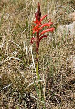 Image of Watsonia gladioloides Schltr.