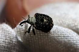 Image of Figwort weevil