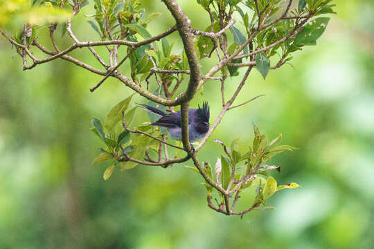 Image of White-tailed Crested Flycatcher