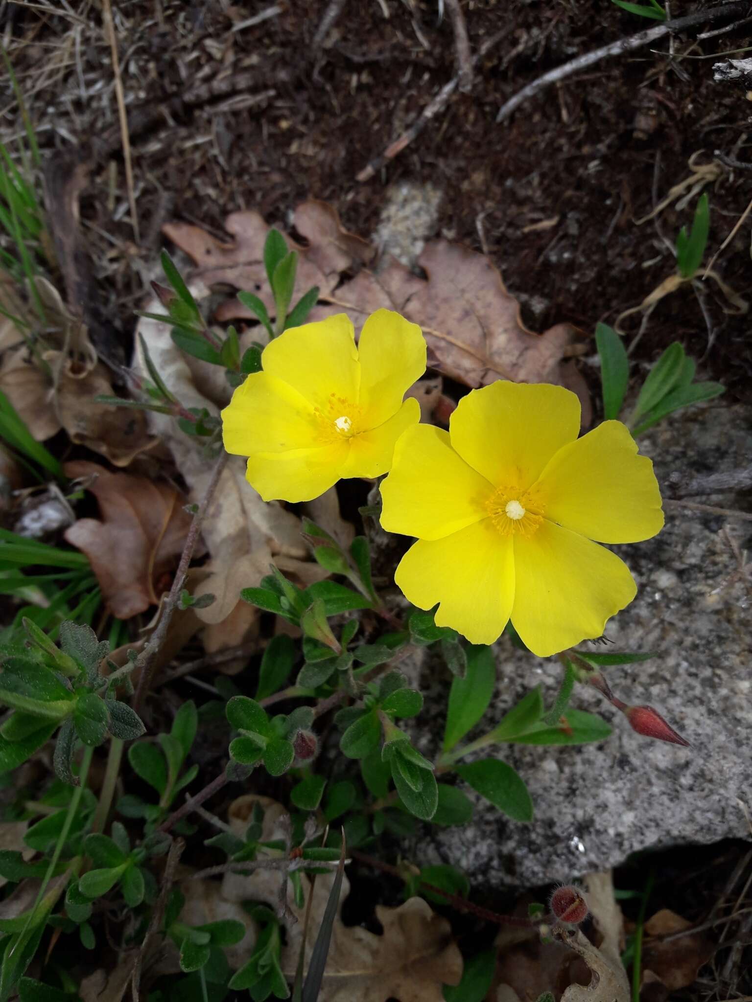 Image of Halimium lasianthum subsp. alyssoides (Lam.) Greuter