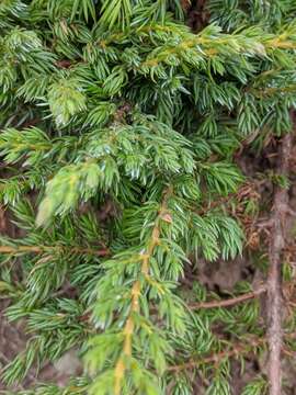 Слика од Juniperus communis var. megistocarpa Fernald & H. St. John