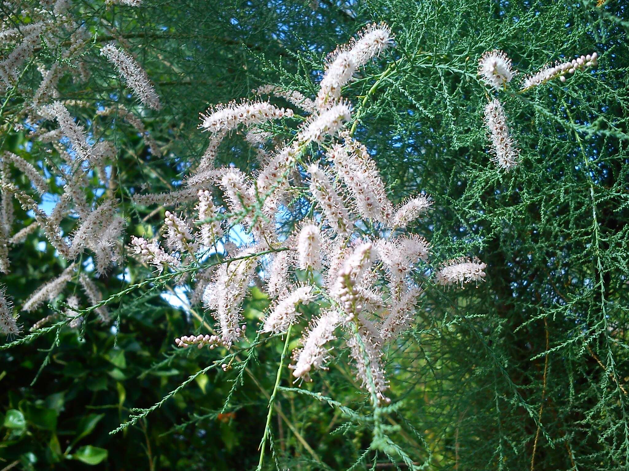 Image of Athel tamarisk