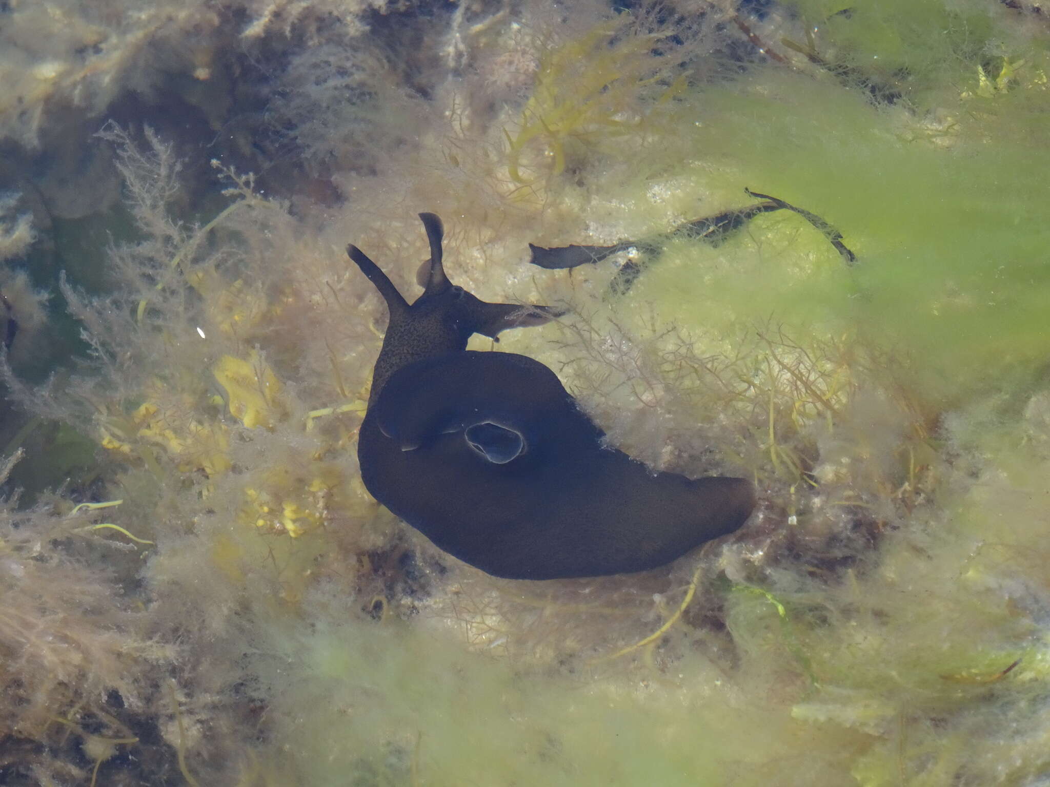 Aplysia punctata (Cuvier 1803) resmi