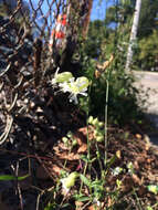 Imagem de Silene latifolia Poir.