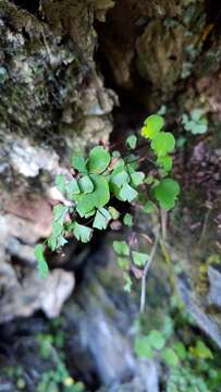 Image of Adiantum formosanum Tag.