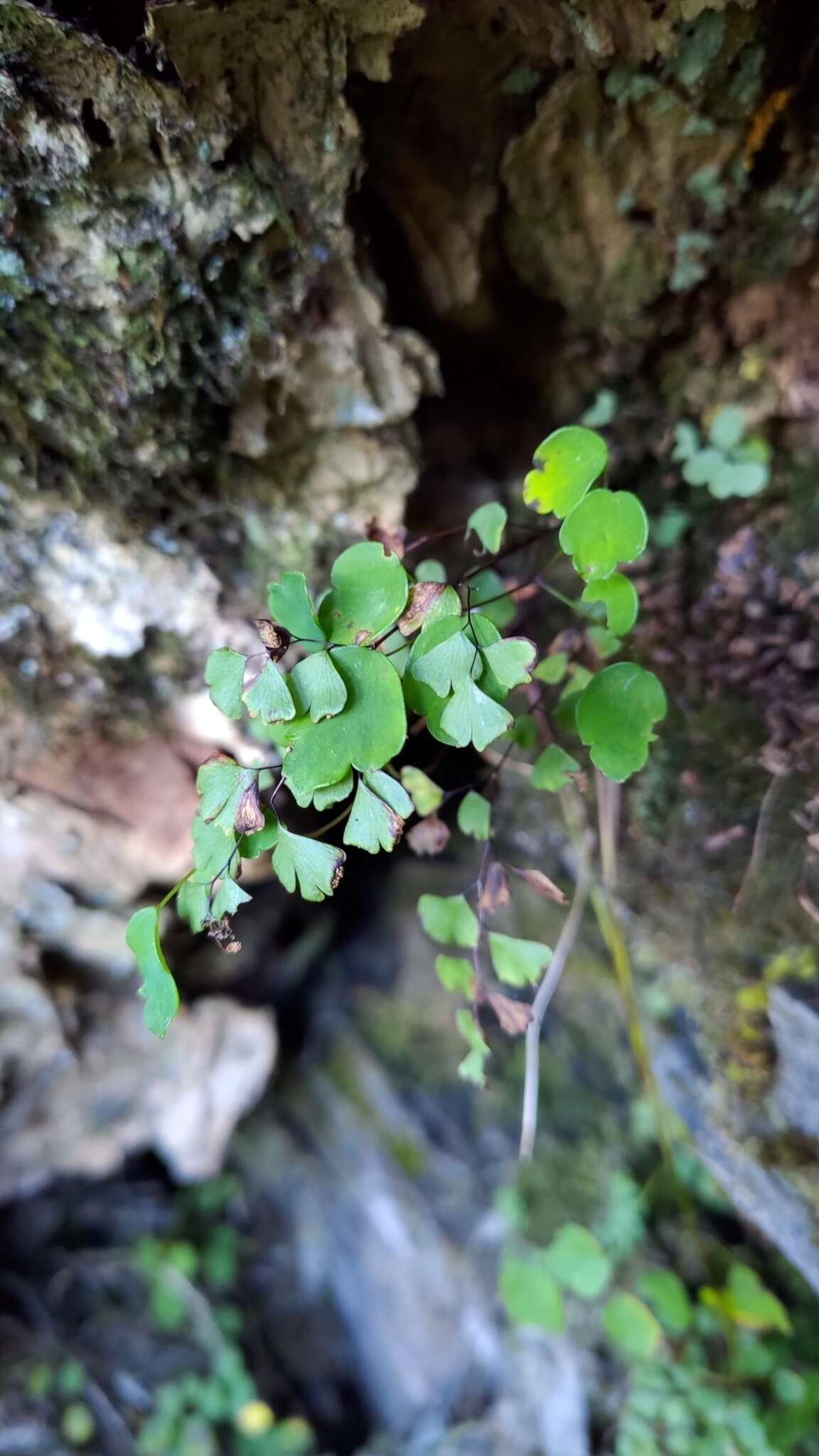 Imagem de Adiantum formosanum Tag.